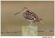 38. Snipe